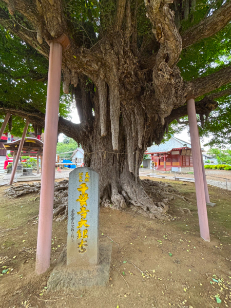 千葉寺の銀杏